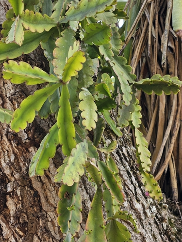 Rhipsalis russellii