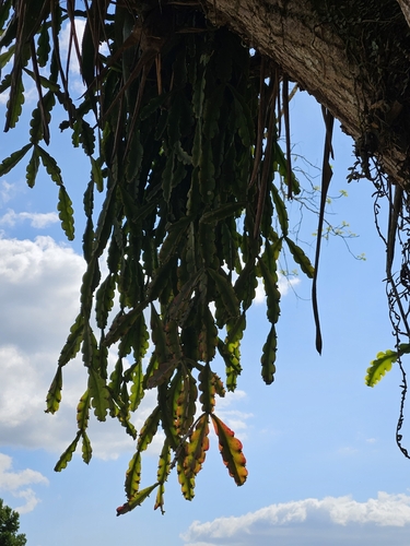 Rhipsalis russellii, photograph 4