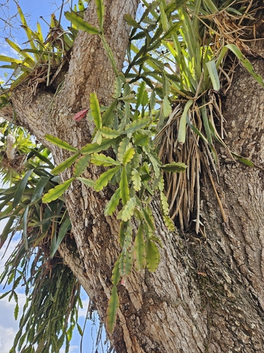 Rhipsalis russellii, photograph 5