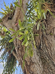 Rhipsalis russellii, photograph (c) Celso Henrique Varela Rios, some rights reserved (CC BY)