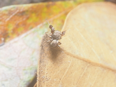 Harmochirus brachiatus