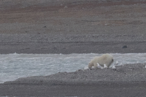 Black Bear sighting near Kitikmeot
