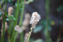 Baccharis sagittalis