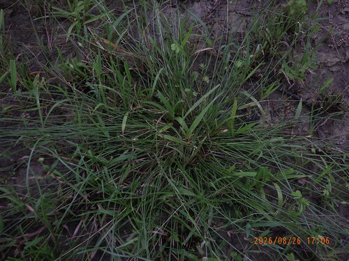 Abildgaardia ovata observed 2026-08-26