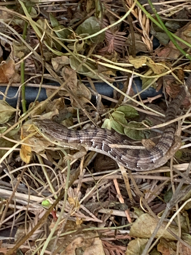 Southern Alligator Lizard