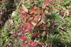 Terminalia australis