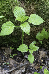 Collinsonia canadensis