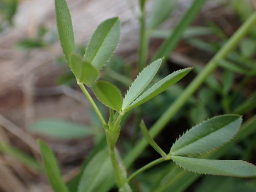 Trifolium wormskioldii, photograph 6