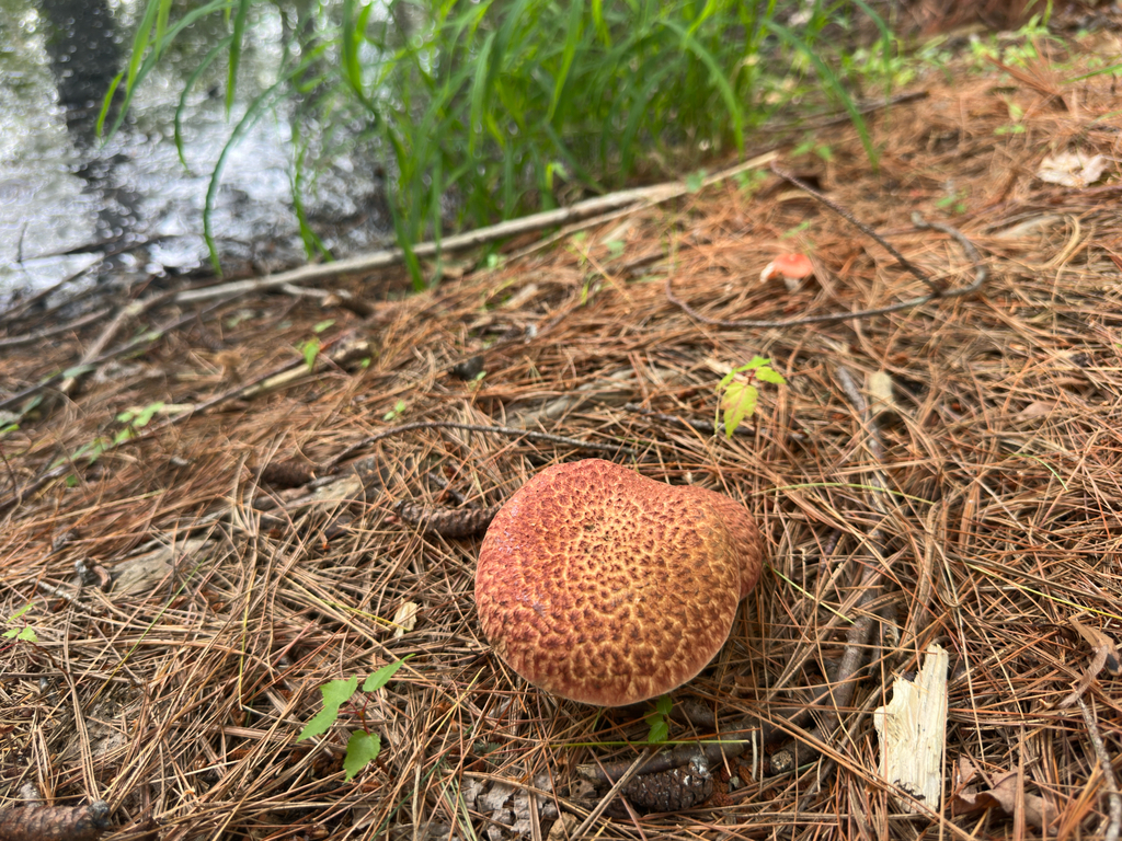Painted Suillus · August 2026 · photo: Photo: no rights reserved · iNaturalist