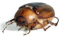 Rhizotrogus aestivus