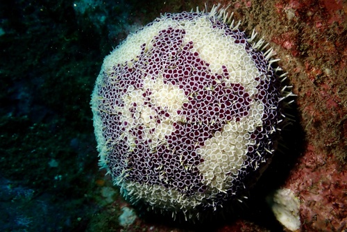 Toxopneustes maculatus observed 2026-08-27
