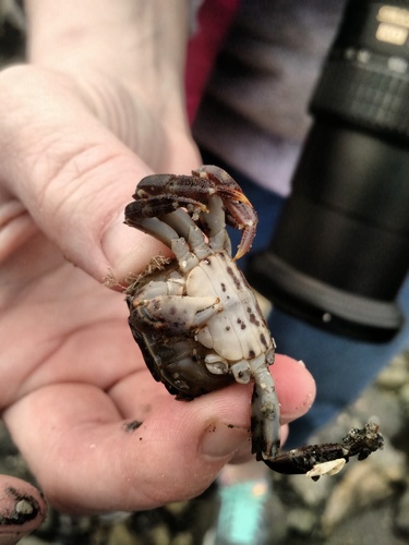 Hemigrapsus sanguineus