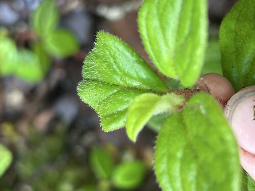 Peperomia expallescens observed 2026-07-15