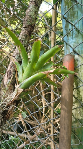 Catopsis nutans
