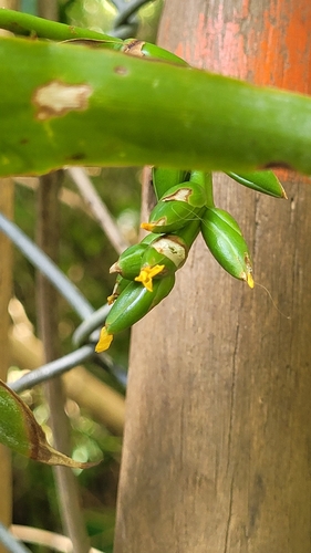 Catopsis nutans, photograph 3