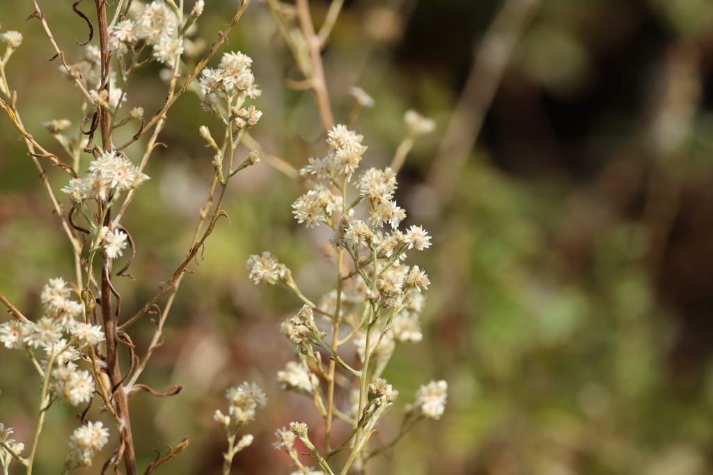 Pseudognaphalium ramosissimum; photograph (c) er-birds, some rights reserved (CC BY)