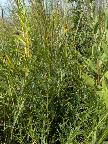 Prairie Coreopsis