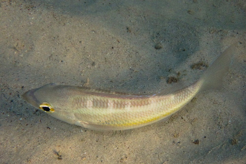 Pentapodus trivittatus observed 2026-08-21
