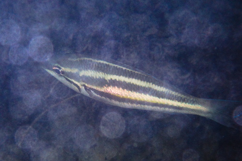 Pentapodus trivittatus observed 2026-08-21