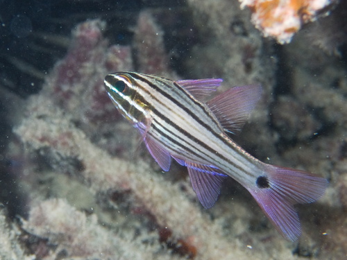 Ostorhinchus multilineatus observed 2026-08-21