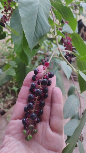 American pokeweed