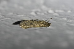 Lindera tessellatella