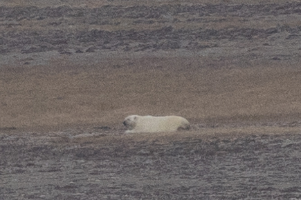 Black Bear sighting near Kitikmeot