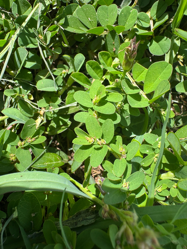 Euphorbia thymifolia, 2026-08-27