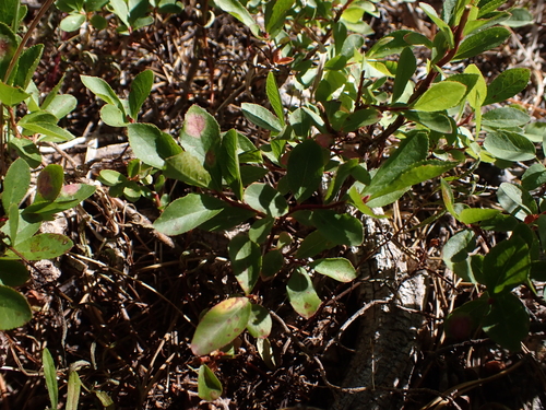 Vaccinium cespitosum, photograph 3