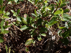 Vaccinium cespitosum, photograph author not stated, no rights reserved