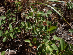 Vaccinium cespitosum, photograph author not stated, no rights reserved