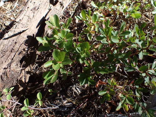 Vaccinium cespitosum, photograph 2