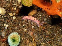 Favorinus mirabilis