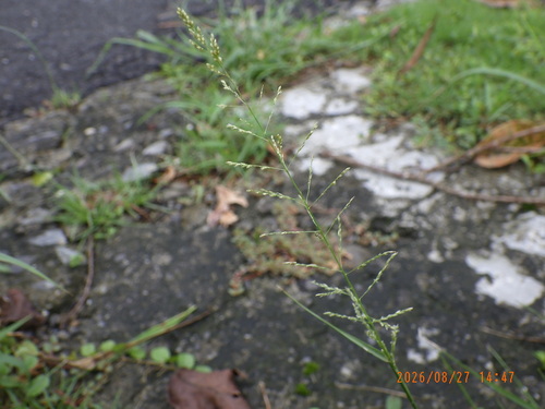 Sporobolus diandrus observed 2026-08-27