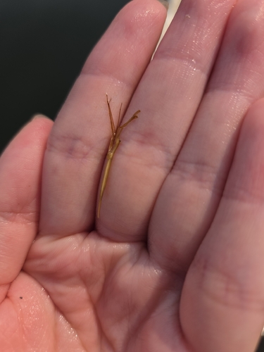 Brown Waterscorpion