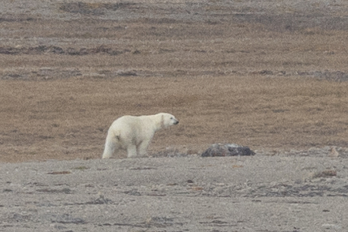 Black Bear sighting near Kitikmeot