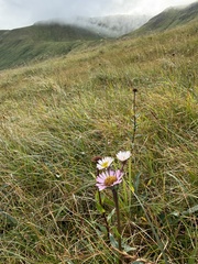 Erigeron peregrinus