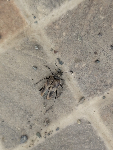 Pachyta lamed