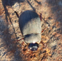 Maladera holosericea