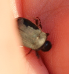 Maladera holosericea