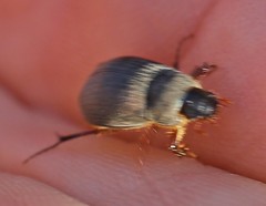 Maladera holosericea