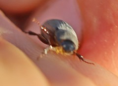 Maladera holosericea