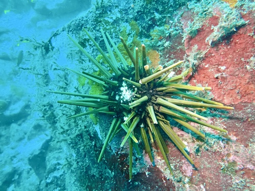 Heterocentrotus trigonarius observed 2026-08-27
