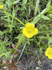 Gratiola lutea