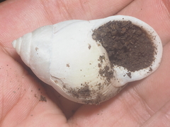 Amphidromus palaceus