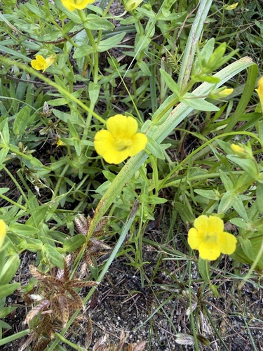 Gratiola lutea, photograph 1