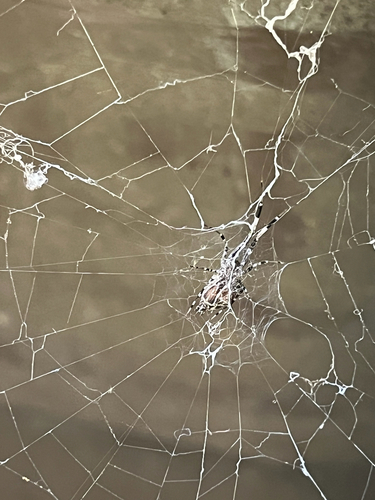 Ninja-star Ceiling Spider