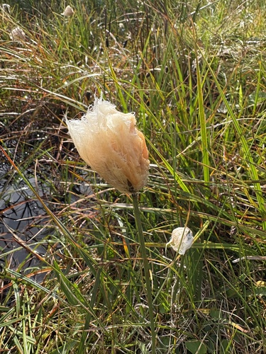 Eriophorum chamissonis, 2026-08-25
