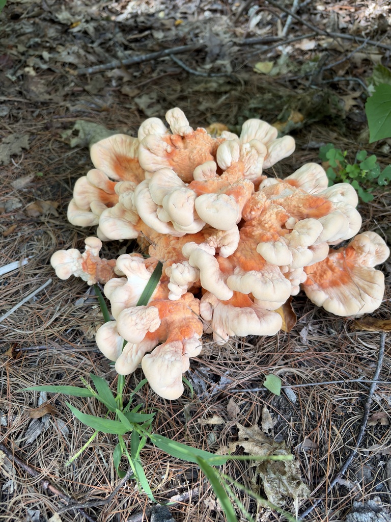 White-pored Chicken of the Woods · August 2026 · photo: Photo: (c) Lythronax246, some rights reserved (CC BY) · iNaturalist