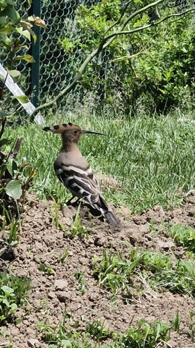 Common Hoopoe
